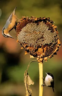 Nuthatches Prints: Nuthatch - on ripened sunflower head with Marsh Tit (Parus palustris)