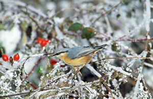 Frost Collection: Nuthatch - in winter