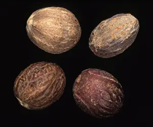 Spice Prints: Nutmeg