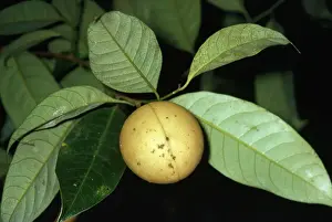 Nutmeg