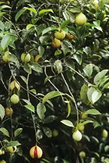 Spice Prints: Nutmeg - bush with fruit