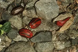 Spice Prints: Nutmeg - fallen to the ground