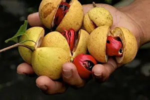 South East Asia Prints: Nutmeg - fruit Nutmeg and Mace in hand after picking