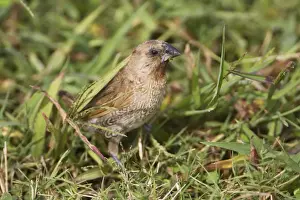 Nutmeg Mannikin Feeding among rank grasses along the Cairns Esplanade, Queensland, Australia