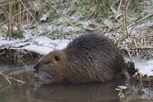 Images Dated 16th October 2018: Nutria - adult Nutria in winter - Lower Saxony, Germany Date: 16-Oct-18