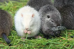 Food In Mouth Prints: Nutria / Coypu - albino young animal feeding on grass