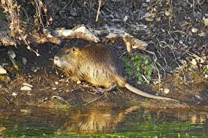 Images Dated 25th January 2006: Nutria / Coypu. Alsace - France