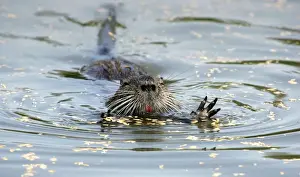 Nutria / Coypu - group. Pont de Gau Bird Park - Camargue - Provence - France