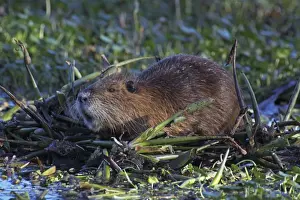 Nutria / Coypu - Louisiana - USA
