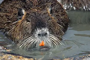 Nutria / Coypu. Pont de Gau Bird Park - Camargue - Provence - France