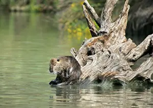 Nutria / Coypu - sitting by water. Pont de Gau Bird Park - Camargue - Provence - France