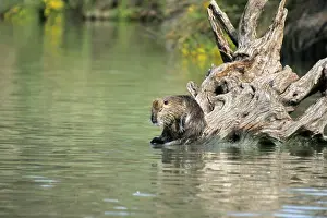 Nutria / Coypu - sitting by water. Pont de Gau Bird Park - Camargue - Provence - France