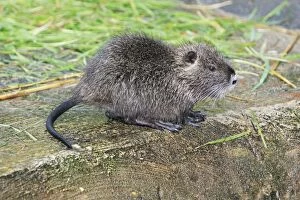 Images Dated 17th September 2008: Nutria / Coypu - young animal