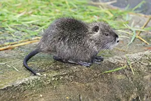 Coypus Prints: Nutria / Coypu - young animal, distribution - North America, Europe, Asia, Africa