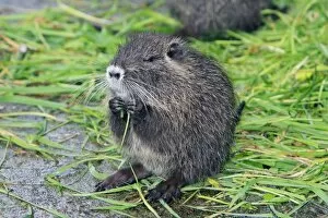 Images Dated 17th September 2008: Nutria / Coypu - young animal feeding on grass