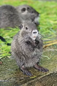 Images Dated 17th September 2008: Nutria / Coypu - young animal feeding on grass, distribution - North America, Europe, Asia, Africa