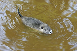 Images Dated 17th September 2008: Nutria / Coypu - young animal swimming, distribution - North America, Europe, Asia, Africa