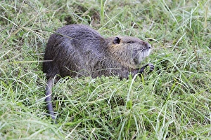 Images Dated 24th December 2005: Nutria. Saintes Maries de la Mer - Carmargue - France