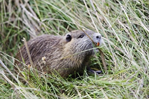 Images Dated 24th December 2005: Nutria. Saintes Maries de la Mer - Carmargue - France
