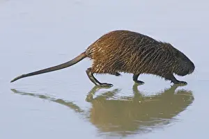 Nutria - walking across frozen pond. Saintes Maries de la Mer - Carmargue - France