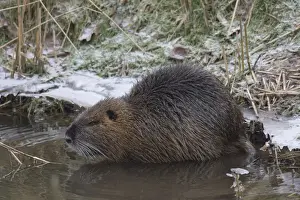 Nutria winter 01. S-E Arndt