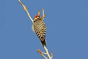Images Dated 14th January 2007: Nuttall's Woodpecker