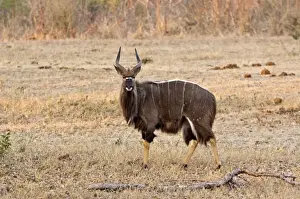 Nyalas Prints: Nyala - male standing in area of short grass - Sabi Sands Game Reserve - South Africa