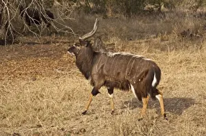 Antelopes Prints: Nyala - male walking - Sabi Sands Game Reserve - South Africa