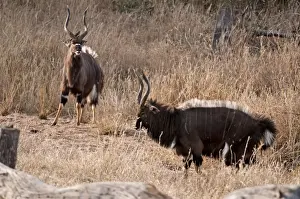 Antelopes Prints: Nyala - two males displaying - crest on back raised - this display not often observed - Sabi Sands Game Reserve - South