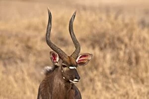 Images Dated 14th September 2009: Nyala - portrait of head and antlers
