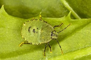 Images Dated 17th August 2007: Nymph of Common Green Shield Bug ()