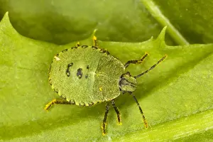 Immature Prints: Nymph of Common Green Shield Bug (Palomina prasina). Dorset