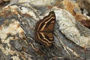 Images Dated 10th December 2008: Nymphalid butterfly - Gunung Leuser National Park - Bukit Lawang - Northern Sumatra - Indonesia