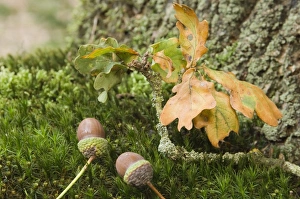 Images Dated 7th September 2007: Oak, acorn