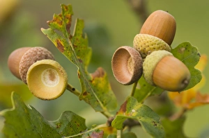 Images Dated 14th September 2007: Oak - Acorns