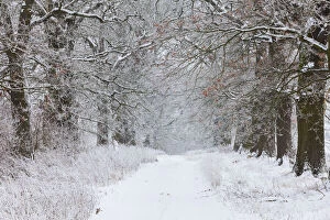 Oak Allee - covered in snow in winter, North Hessen, Germany Date: 11-Feb-19