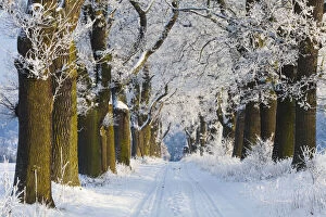 Images Dated 11th February 2019: Oak Allee - covered in snow in winter, North Hessen, Germany Date: 11-Feb-19