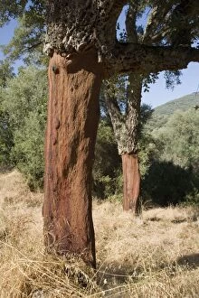 Oak - Bark removed