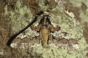Images Dated 8th February 2008: Oak Beauty Moth