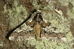 Beauties Prints: Oak Beauty Moth
