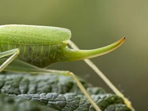 Images Dated 8th August 2014: Oak Bush Cricket female close up of ovipositor