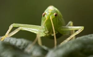 Images Dated 8th August 2014: Oak Bush Cricket female facing forward