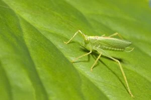 Oak Bush Cricket - Resting on Leaf