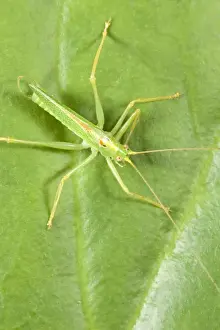 Oak Bush Cricket - Resting on Leaf Norfolk UK