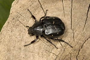 Images Dated 19th July 2005: Oak Chafer - Extremely rare Red Data Book species (RDB 1) Very rarely seen as adults