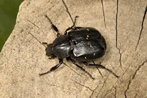 Chafers Prints: Oak Chafer - Extremely rare Red Data Book species (RDB 1) Very rarely seen as adults (larvae live in dead oak tree wood)