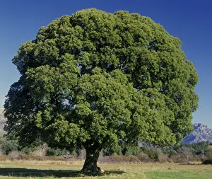 Corsica Prints: Oak Corsica