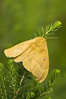 Heathers Prints: Oak Eggar - female on heather - Crowle Moors part of the Humberhead Levels NNR - Lincolnshire - UK