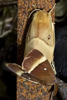 Butterflies And Moths Gallery: Oak Eggar Moth