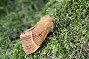 Oak Eggar Moth, Norfolk UK